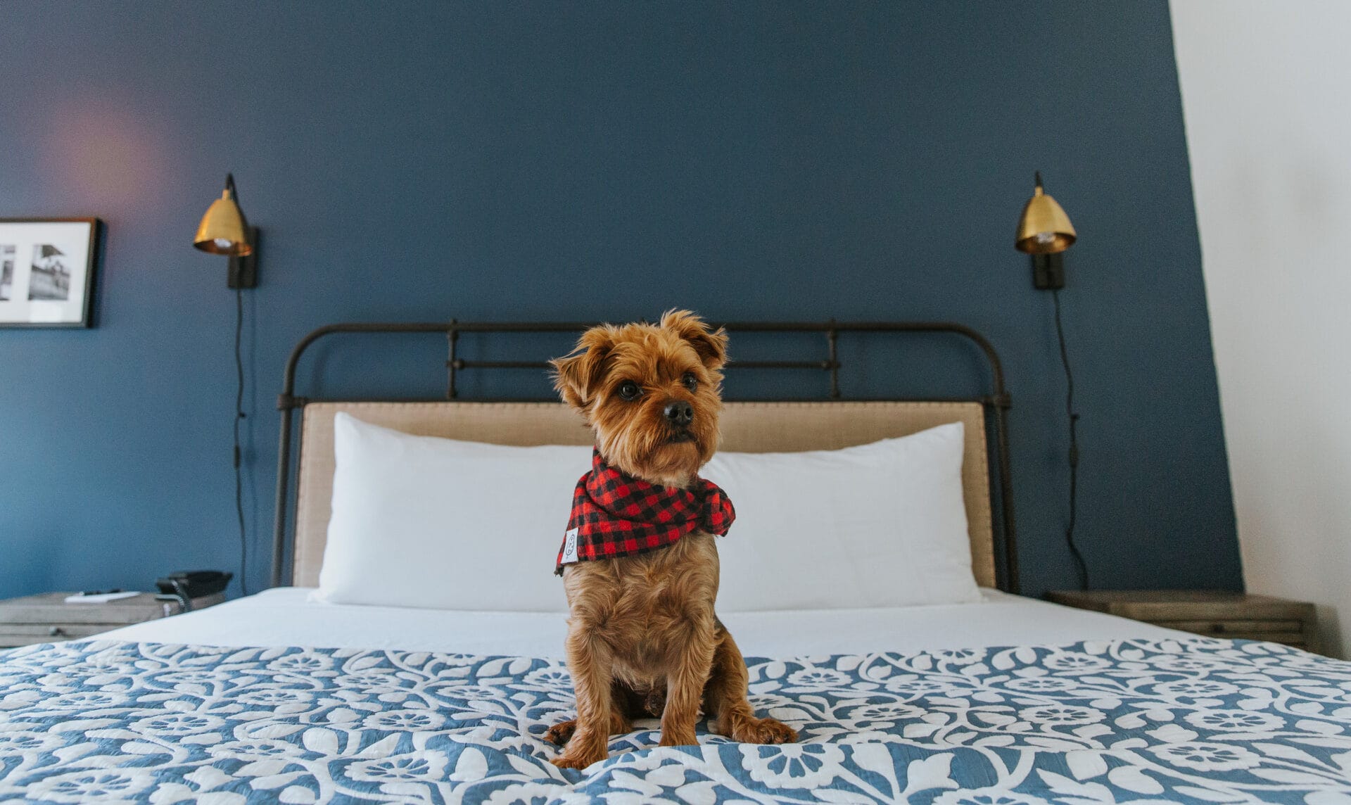 Pet Friendly Travel in Buellton: Bring Your Dog to Sideways Inn