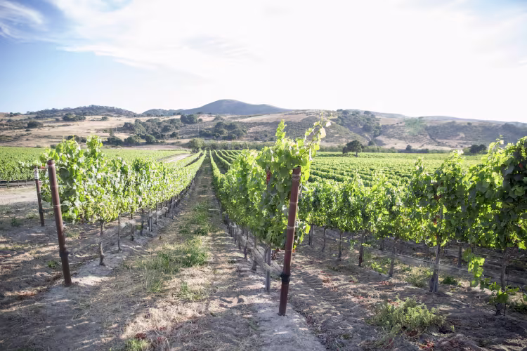 Sideways Inn Named in Parade’s ‘6 Hidden-Gem Wine Regions to Visit Before Everyone Else Does’